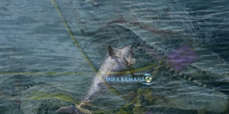 Delfín muere enredado en red de pesca ilegal en el Parque Nacional Los Haitises