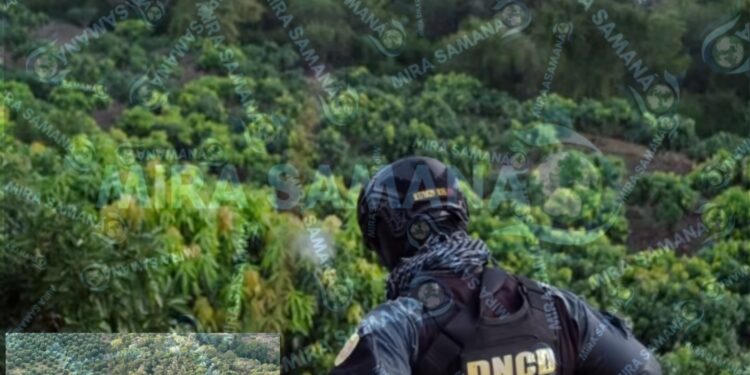 Autoridades desmantelan plantación de marihuana con más de 1,800 plantas en zona montañosa de Baní