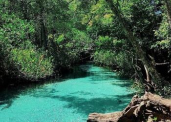 Día Mundial de los Humedales