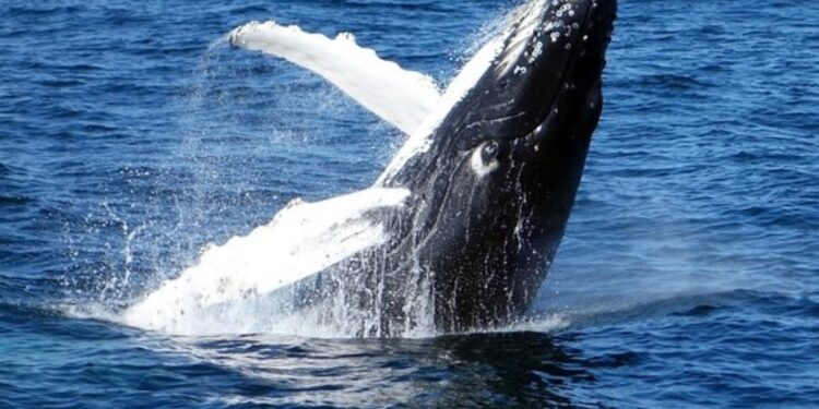 Ballenas jorobadas sorprenden en aguas de la costa norte dominicana