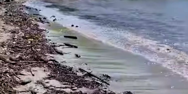 Ministerio de Turismo inicia operativo permanente de limpieza en Playa Puerto Escondido, en Samaná