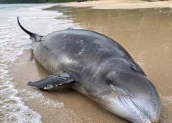 Hallan Zifio muerto en Playa Preciosa de Río San