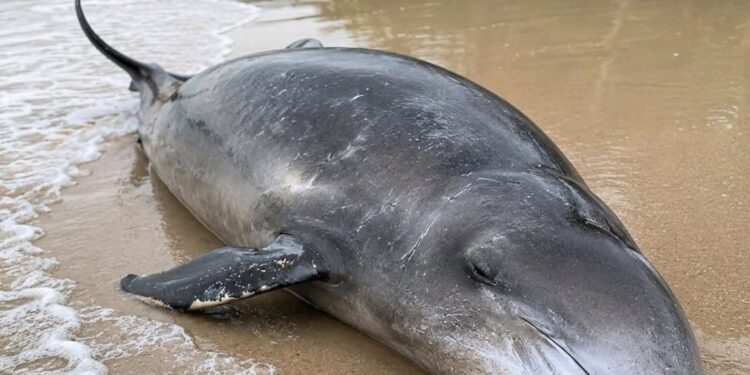 Hallan Zifio muerto en Playa Preciosa de Río San