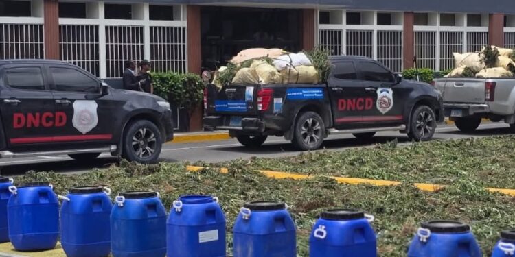 DNCD desmantela plantación de más de 3,000 plantas de presunta marihuana en El Pinar, Ocoa