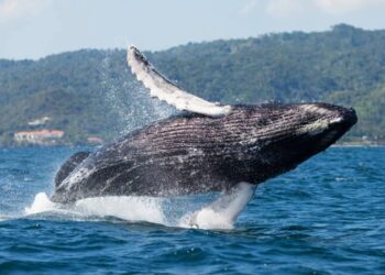 Samaná acoge taller internacional para fortalecer la conservación de las ballenas jorobadas