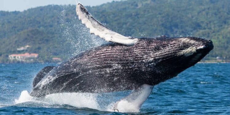 Samaná acoge taller internacional para fortalecer la conservación de las ballenas jorobadas