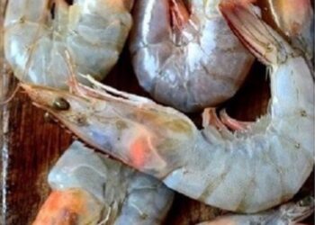 Sánchez celebrará el festival gastronómico «Saborea el Paraíso» los días 8 y 9 de agosto