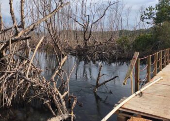 Medio Ambiente Investiga sobre presunta depredación de manglares en Playa el Estillero, Samaná